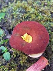 Boletus tasmanicus