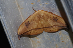 Callidrepana hirayamai