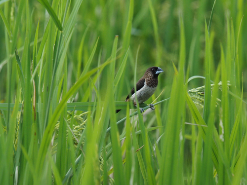 White-rumped Munia