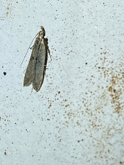 Dichomeris punctipennella