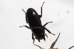 Serrognathus titanus okinawanus