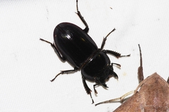 Serrognathus titanus okinawanus