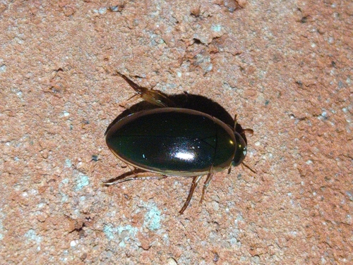 Tropisternus lateralis nimbatus