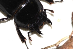 Serrognathus titanus okinawanus