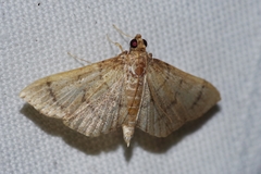 Omiodes decisalis