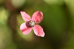 Papaver hybridum
