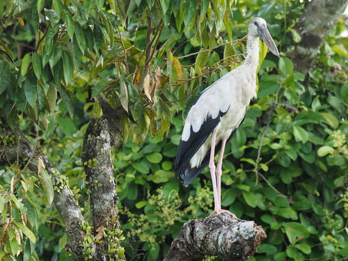 Asian Openbill