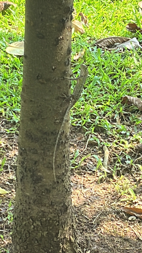 Indian Garden Lizard