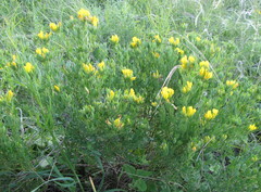 Chamaecytisus austriacus