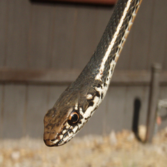 Masticophis lateralis