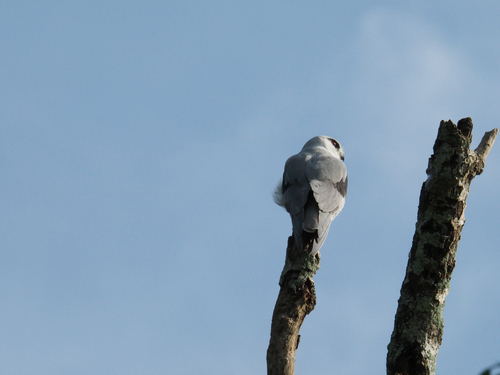 Asian Black-winged Kite