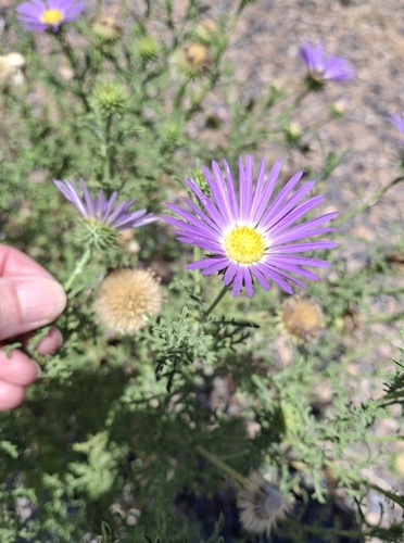 Tahoka daisy