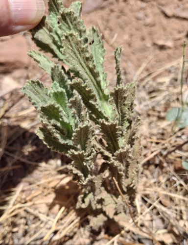 Coulter's horseweed