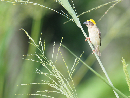 Baya Weaver
