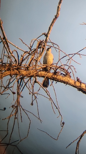Northern Mockingbird