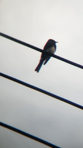 Black Phoebe
