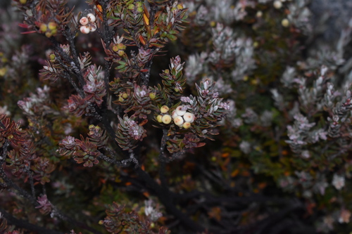 Acrothamnus suaveolens observed 2026-06-09
