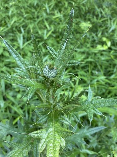 Bull Thistle
