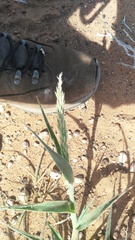 Enneapogon cenchroides