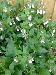 Symphytum × hidcotense