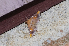 Episparis okinawensis