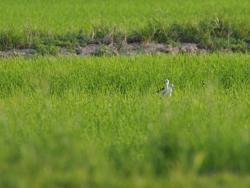 Black-winged Stilt