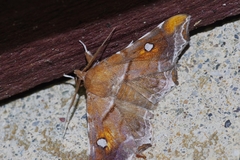 Episparis okinawensis