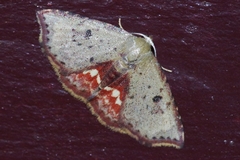 Enispa lutefascialis