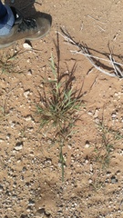 Enneapogon cenchroides