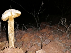 Battarreoides diguetii