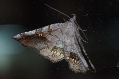 Pangrapta flavomacula