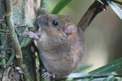 Melomys cervinipes