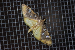 Cotachena alysoni