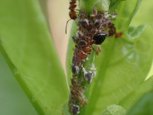 Shiny Acrobat Ant