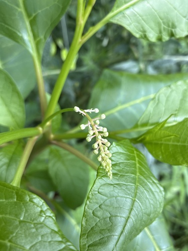 American pokeweed