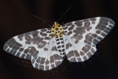 Pogonopygia nigralbata nigralbata