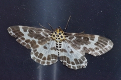 Pogonopygia nigralbata nigralbata