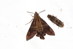 Macroglossum saga