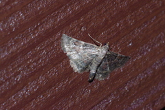 Gymnoscelis esakii