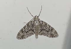 Cladara limitaria