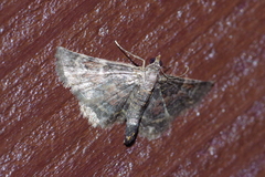 Gymnoscelis esakii
