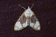Cirrhochrista kosemponialis