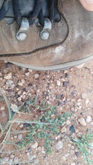 Euphorbia inaequilatera