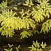 Ceratiomyxa fruticulosa flava - Photo (c) Nur Ritter, some rights reserved (CC BY-NC), uploaded by Nur Ritter