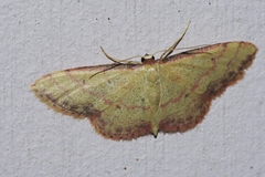 Idaea okinawensis