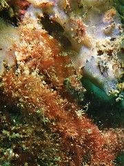 Enneapterygius larsonae