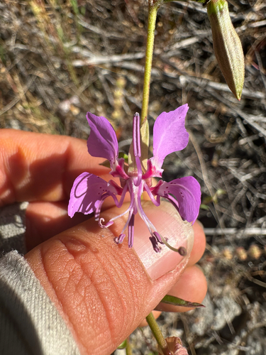 Northern clarkia (Clarkia borealis)