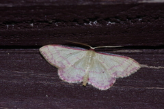 Idaea okinawensis