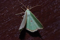 Comostola subtiliaria