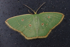 Comostola subtiliaria